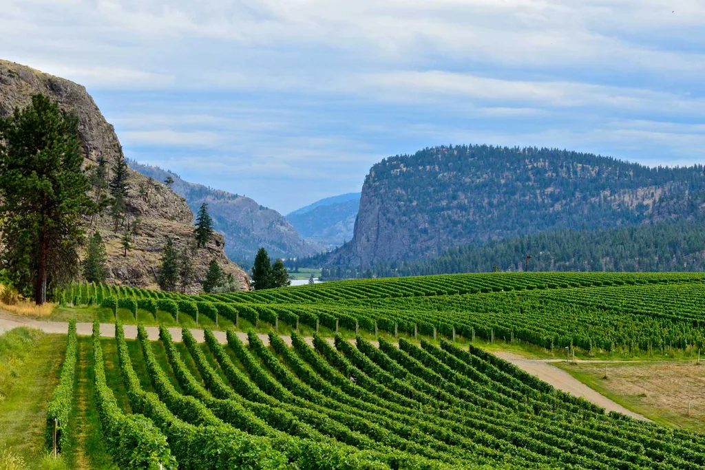 Okanagan winery vineyard